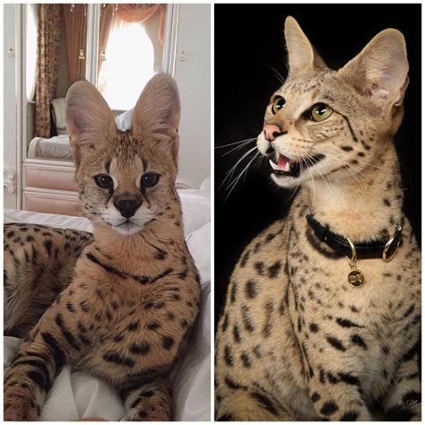 African Serval Savannah Cat For Sale Pets Lovers