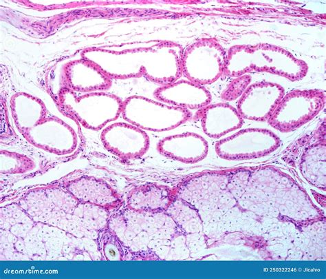 Apocrine Sweat And Sebaceous Glands Stock Photo Image Of Microscopy