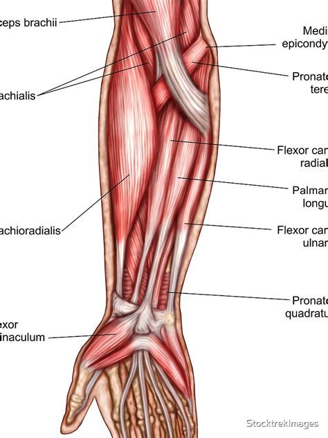 Arm Muscles Diagram Anterior Forearm Muscle Anatomy Anatomy Diagram