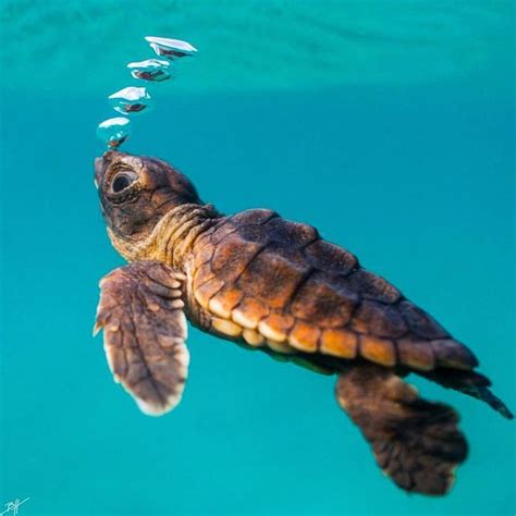 Clark Little Photography Hawaii Sea Turtle Baby Turtles Turtle