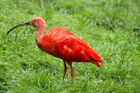The Scarlet Ibis Symbolism And Theme Review Writework
