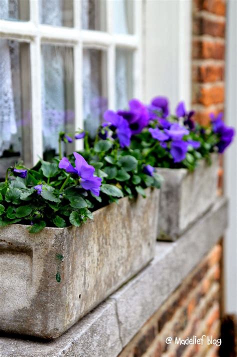 Are Pansie Good For A Window Box Window Box