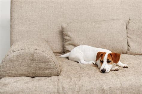 Cute Puppy Sleeping On Sofa At Home Stock Photo Image Of Adorable