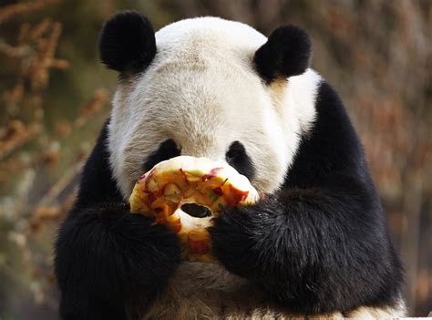 Giant Panda Eating Pancake In Dujiangyan Base Giant Panda Photos