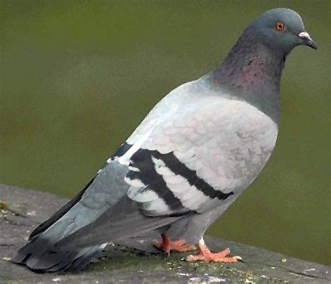 Feral Pigeon ~ Birds World