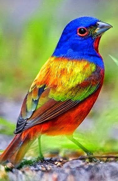 Painted Bunting Este Precioso Pájaro También Llamado Azulillo Pintado