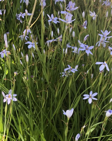 Sisyrinchium Angustifolium Bermuda Blue Eyed Grass Blue Eyed Grass Blue Eyes Grass Flower