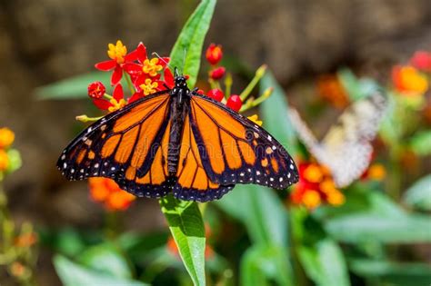A Male Monarch Butterfly Stock Photo Image Of Wings 69917104