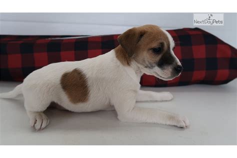 Jack russell terrier puppy for sale near oklahoma, foyil, usa. Dotson: Jack Russell Terrier puppy for sale near Bloomington, Indiana. | 5dd71b91-5b71