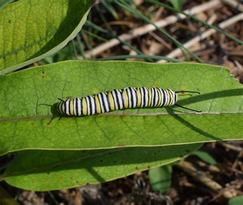 Monarch Butterfly Caterpillar Identification