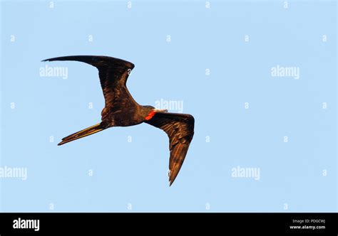 Magnificent Frigate Bird Flying Stock Photo Alamy