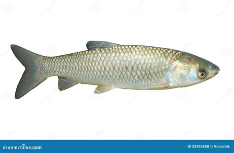 The White Amur Or Grass Carp Stock Photo Image Of Angling Idella