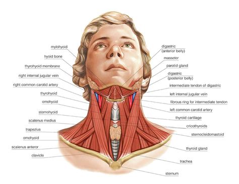 Muscles Of The Head And Neck Anterior View Illustration Head Muscles My Xxx Hot Girl