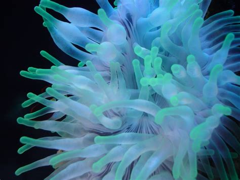 Blue Anemone Underwater Creatures Underwater Life Underwater Photos