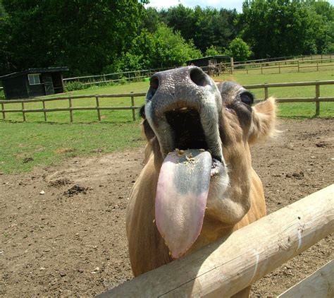 Free Cow Sticking Out Tongue Stock Photo