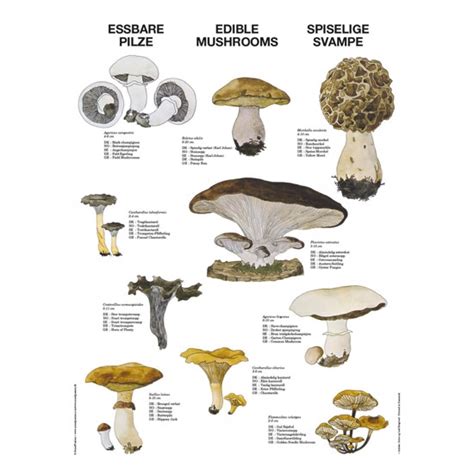 Buy Edible Mushrooms Poster Online Here Linaa
