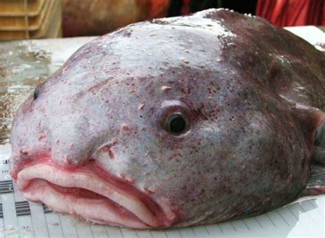20 Bizarre Sea Creatures That Look Like Theyre Not Real