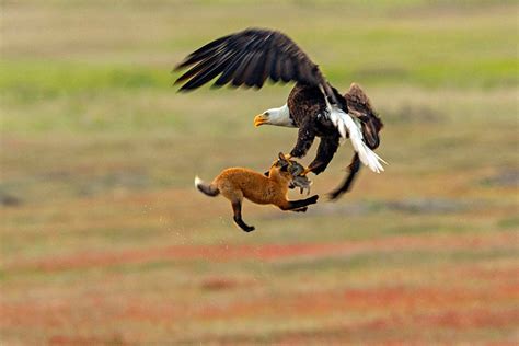 Photographer Captures Eagle And Fox Fighting Over Rabbit In Midair Who