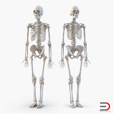 3d Human Male Female Skeletons Model
