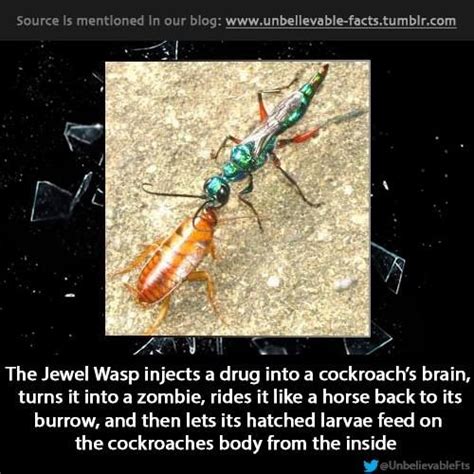 Insect Body Snatchers How The Jewel Wasp Turns Cockroaches Into