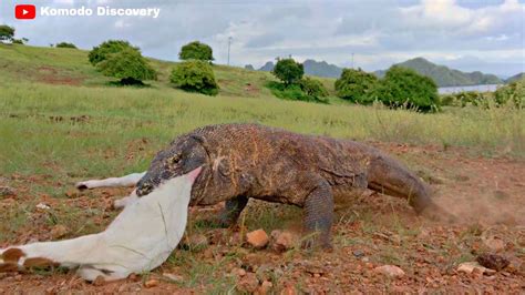 Again A Komodo Dragons Eating The Young Goat New Videos 4k Uhd