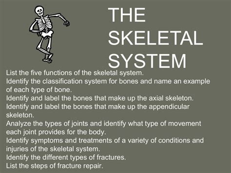 Bone And Overview Of The Skeleton