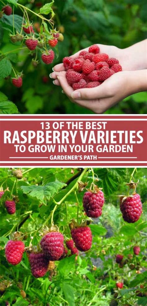 The Top 13 Raspberry Varieties To Grow In Zones 3 9 Gardeners Path