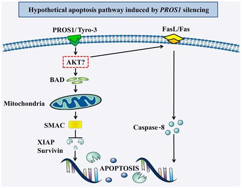 Silencing Of Pros1 Induces Apoptosis And Inhibits Migration And