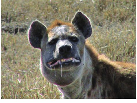 Spotted Hyena With External Signs Of Infection With Streptococcus Equi