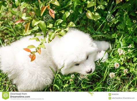 Puppy Samoyed Laika On Nature Stock Photo Image Of Grass Green 95082556