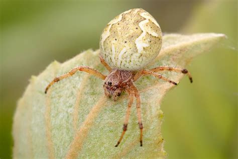 Australian Garden Orb Weaver Spider Eriophora Transmarina Arachnid