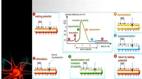 3 Action Potential Youtube