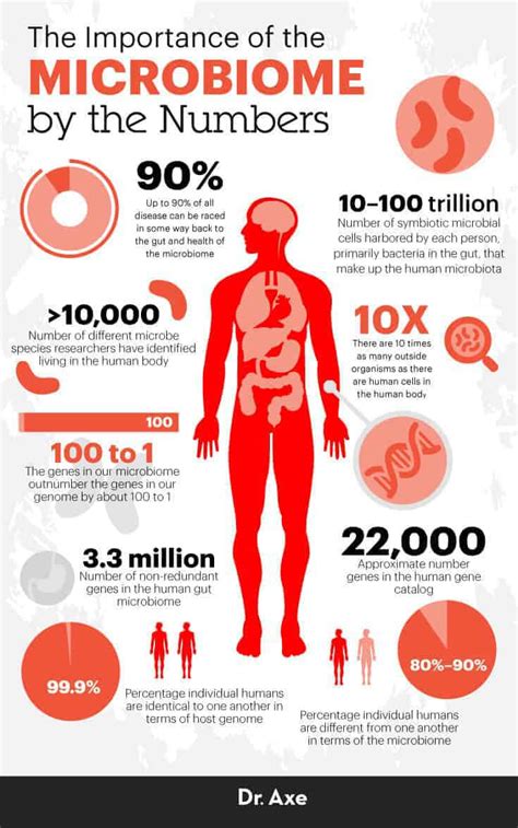 Human Microbiome How It Works And Diet For Gut Health Dr Axe