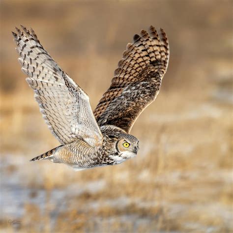 Great Horned Owl In Flight Photograph By Judi Dressler Pixels