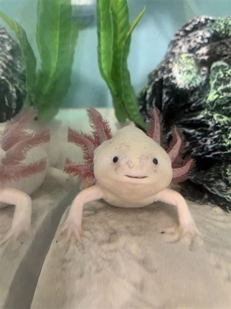 Pro Tip Take A Pic Of Your Axolotl While It Is Eating So You Can Catch