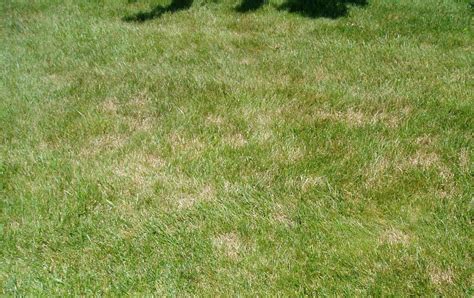 Whatre Those Brown Patches In My Yard Year Round Lawn Care Services
