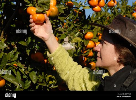 Woman Picking Mandarin Oranges From Tree Pedreguer Alicante Province