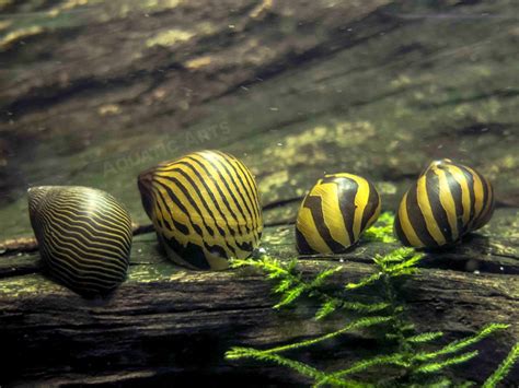 Zebra Nerite Snails Neritina Natalensis Aquarium Snails Snail