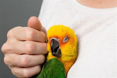 9 Super Friendly Birds That You Can Own Legally Too Cute To Bear