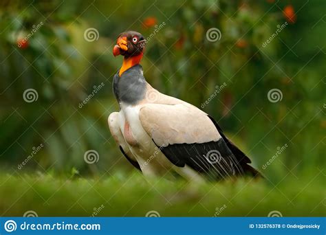 King Vulture Sarcoramphus Papa Large Bird Found In Central And South America Flying Bird