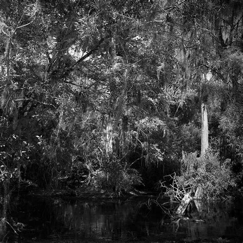 Big Cypress 2 Photograph By Rudy Umans Pixels