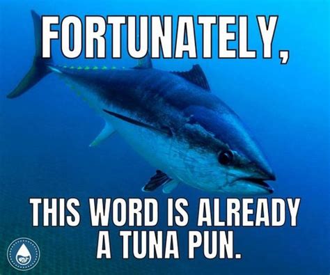 37 Funny Fish Memes From The Sea