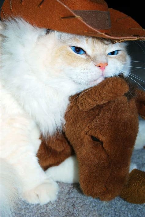 #aristocathats #cat #cats #cat hat #cowboy hat #for cats #cat clothing #pet #pets #pet clothing #cowboy. Cowboy Cat and Pony Stick - Cute Cats in Hats