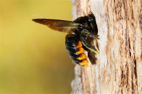 How To Get Rid Of Wood Bees The Basic Woodworking
