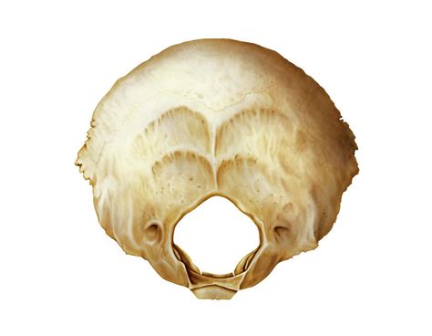 Occipital Bone By Asklepios Medical Atlas Occipital Occipital Bone 8665
