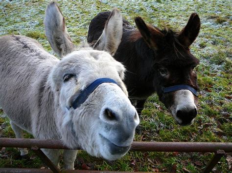 What Donkeys Can Teach Us About Being Human Pethelpful