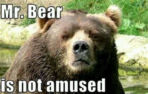 Dont Poke The Bear Funny Bears Kodiak Bear Bear