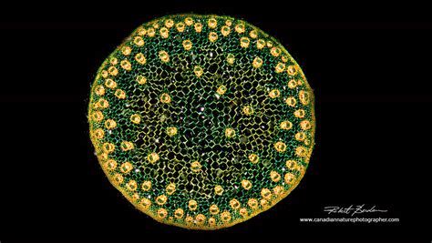 The Microscopic Beauty Of Plants And Trees By Robert Berdan The