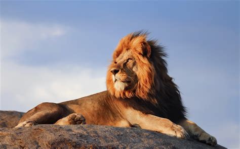 Download Wallpapers Lion Sunset Predator Rocks Africa Wildlife