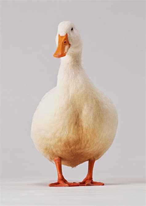 Stock Photo Gambar Itik dan Bebek